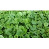 Dicondra Dichondra Repens Gr.500 (semi)