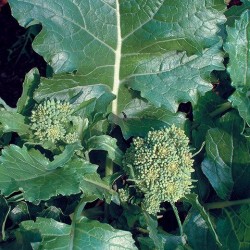 Cima Di Rapa Grossa 120gg (semi) Gr.10