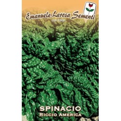 SPINACIO RICCIO GIGANTE AMERICA GR 500 (SEMI)