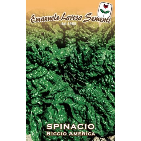 SPINACIO RICCIO GIGANTE AMERICA GR 500 (SEMI)