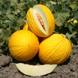 Melone Giallo Rugoso Di Cosenza Gr.5 (semi)