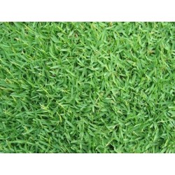 GRAMIGNONE PASPALUM NOTATUM GR.500