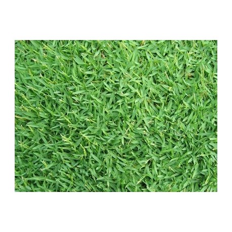 GRAMIGNONE PASPALUM NOTATUM GR.500