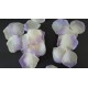 BAG 100 PETALI CREMA/LILLA PICCOLI