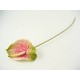 ANTHURIUM PINK