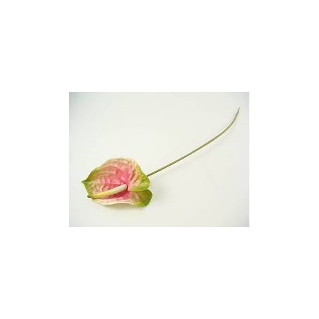 ANTHURIUM PINK