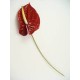 ANTHURIUM RED