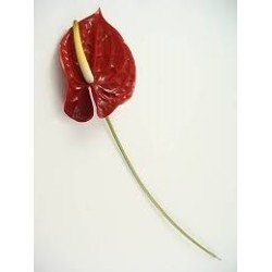 ANTHURIUM RED