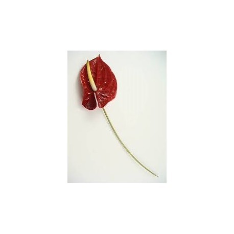 ANTHURIUM RED