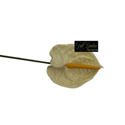 ANTHURIUM  CM.70 CREMA