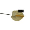 Anthurium  Cm.70 Crema
