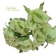 ROSA MAXI C/FOGLIA PZ.6 LIGHT GREEN