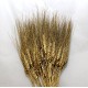 °°°GRANO BAFFO ORO GLITTER 100PZ