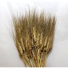 °°°grano Baffo Oro Glitter 100pz
