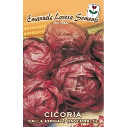 CICORIA PALLA ROSSA  (SEMI)