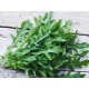 RUCOLA SELVATICA GR.10(SEMI)