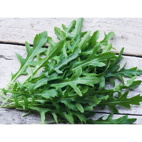 RUCOLA SELVATICA GR.10(SEMI)