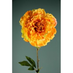 Peonia Singola Yellow