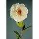 PEONIA SINGOLA BEIGE