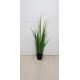 PIANTA GLADIOLUS GRASS CM.150