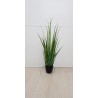 PIANTA GLADIOLUS GRASS CM.150