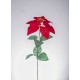 POINSETTIA SINGOLA RED