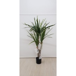 YUCCA X3 W/60 LVS 120CM - VARIEGATED