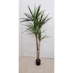 YUCCA X5 W/118 LVS 150 CM