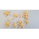 °°°STELLE BABY STARFISH PANNA CM2,5/4 100PZ