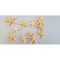 °°°STELLE BABY STARFISH PANNA CM2,5/4 100PZ