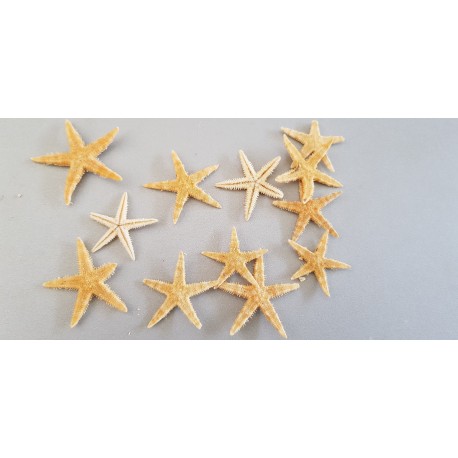 °°°STELLE BABY STARFISH PANNA CM2,5/4 100PZ