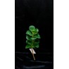 Piantina Grassa Cm.25 A08673