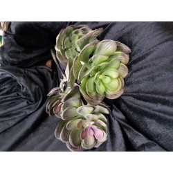 Echeveria X2 Cm.50