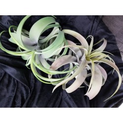 Tralcio Tillansia Cm.30