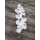 ORCHID X 9 - WHITE