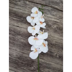 Orchid X 9 - White