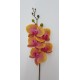 PHALENOPSIS NATURAL TOUCH YELLOW