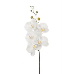 PHALENOPSIS LUSSO WHITE