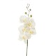 PHALENOPSIS LUSSO IVORY