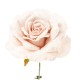 PICK ROSA INNEVATA CM.17 CIPRIA