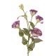 LISIANTHUS SPRAY CM 80 CREAM/LAVANDER