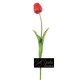 TULIPANO NATURAL TOUCH  H.47 RED