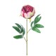 PEONIA  PICCOLA SINGOLA CM 65 BEAUTY