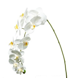 Orchidea Natural Touch White X11