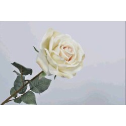 ROSA SINGOLA CM52 BEIGE