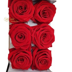 Rose Stabilizzate X6 Red