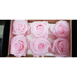 ROSE STABILIZZATE X6 PINK