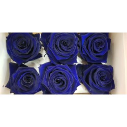 ROSE STABILIZZATE X6 BLU