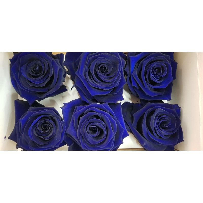 rose-stabilizzate-x6-blu