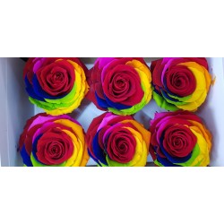 ROSE STABILIZZATE X6 RAINBOW